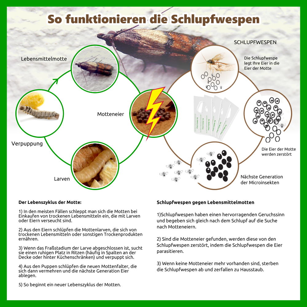 2 Karten Schlupfwespen gegen Lebensmittelmotten